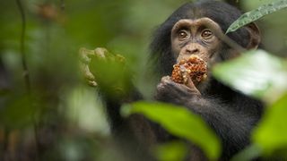 黑猩猩 Chimpanzee 사진