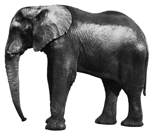 엘리펀트 Elephant 사진