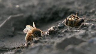 꿀벌효과 The Bee Effect劇照