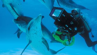 海豚和鯨魚 3D 3D Dolphins & Whales Tribes of the Ocean 3D Foto