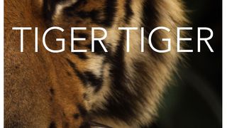 타이거 타이거 Tiger Tiger 사진