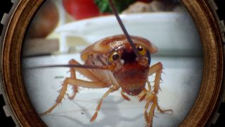 곤충들의 수다: 분해에 대하여 Smalltalk Diaries: Decomposers劇照