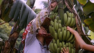 バナナパラダイス劇照