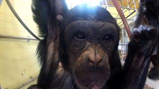 침팬지 콤플렉스 The Chimpanzee Complex劇照
