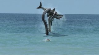 章鯊 Sharktopus Foto
