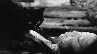草野中的黑貓 藪の中の黒貓 Foto