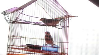 문조 Java Sparrows 사진