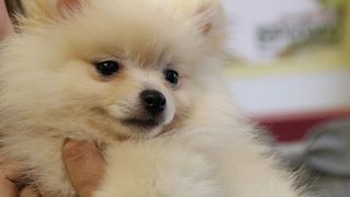 천사의 선물 Project: Puppies for Christmas Photo