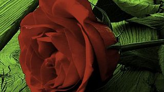 프리클리 로즈 Prickly Rose Photo
