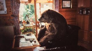 곰 Bear Foto