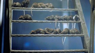 렛츠 Revenge of the Rats, Ratten - Sie Werden Dich Kriegen! Foto