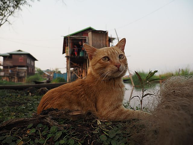劇場版　岩合光昭の世界ネコ歩き　あるがままに、水と大地のネコ家族 รูปภาพ