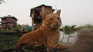 劇場版　岩合光昭の世界ネコ歩き　あるがままに、水と大地のネコ家族 รูปภาพ