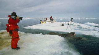北極故事 Arctic Tale รูปภาพ