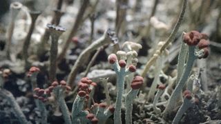 라이컨 Lichen 사진