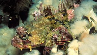 신비의 바다 Deep Sea 3D Foto