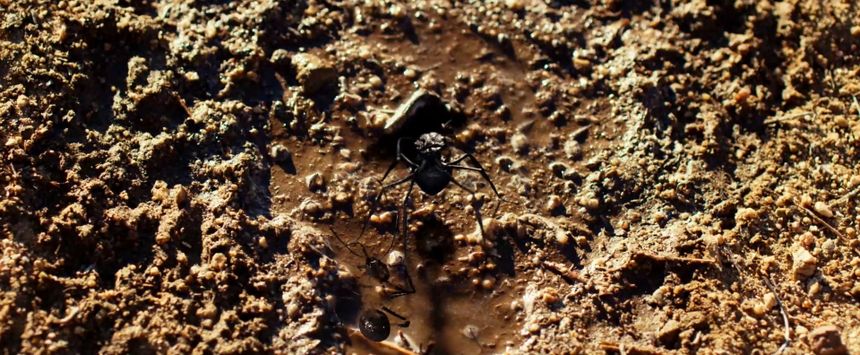 데드 앤트: 거대개미의 습격 Dead Ant Photo