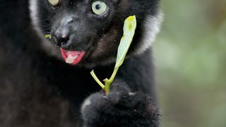 馬達加斯加：狐猴之島 Island of Lemurs: Madagascar Foto