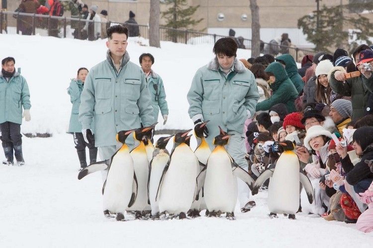 펭귄을 날게 하라 Penguins in the Sky - Asahiyama Zoo, 旭山動物園物語 ペンギンが空をとぶ Photo