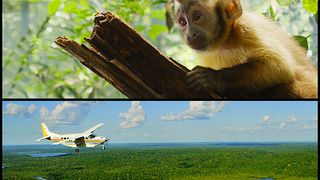 ảnh アマゾン大冒険　世界最大のジャングルを探検しよう！