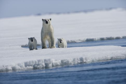 北極故事 Arctic Tale Photo