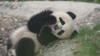 팬더 다이어리 Panda Diary, パンダフルライフ 사진