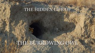 굴파기 올빼미의 복수 The Hidden Life of the Burrowing Owl Photo
