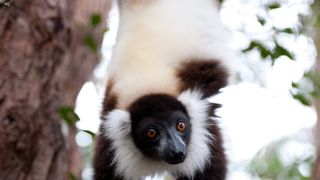 馬達加斯加：狐猴之島 Island of Lemurs: Madagascar รูปภาพ