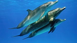 돌고래와 고래 Dolphins and Whales 3D: Tribes of the Ocean 사진