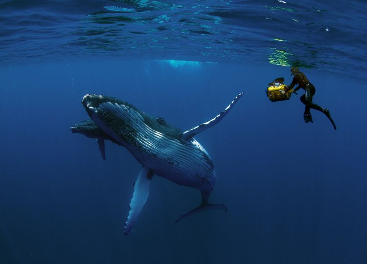 험프백 웨일스 Humpback Whales Foto