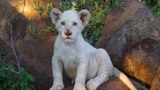白獅 White Lion 写真