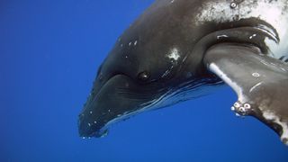 海豚和鯨魚 3D 3D Dolphins & Whales Tribes of the Ocean 3D Foto
