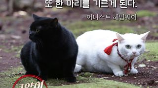 고양이 사무라이 2 Samurai Cat 2 写真