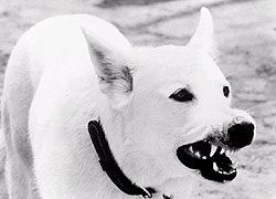 마견 White Dog 写真