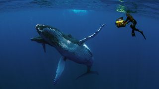 座頭鯨 Humpback Whales Photo