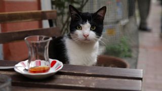 伊斯坦布林的貓 Kedi 写真