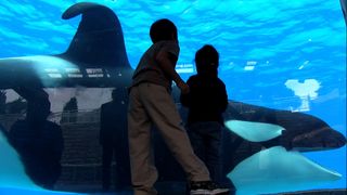 黑鯨魚 Blackfish劇照