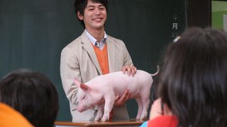 P짱은 내친구 School Days with a Pig, ブタがいた教室 사진