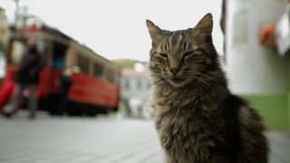 伊斯坦布林的貓 Kedi Photo