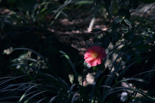 椿の庭 Photo