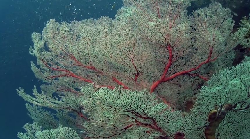라자암팟, 신비한 산호초의 세계 Raja Ampat The Enchanting World of Corals Photo