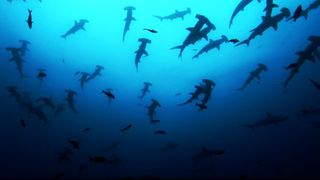 鯊魚海洋 Sharkwater รูปภาพ