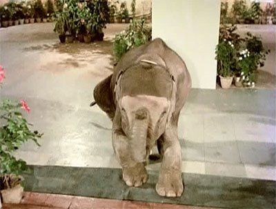 ảnh 신상 Elephant is My Companion, Haathi Mere Saathi