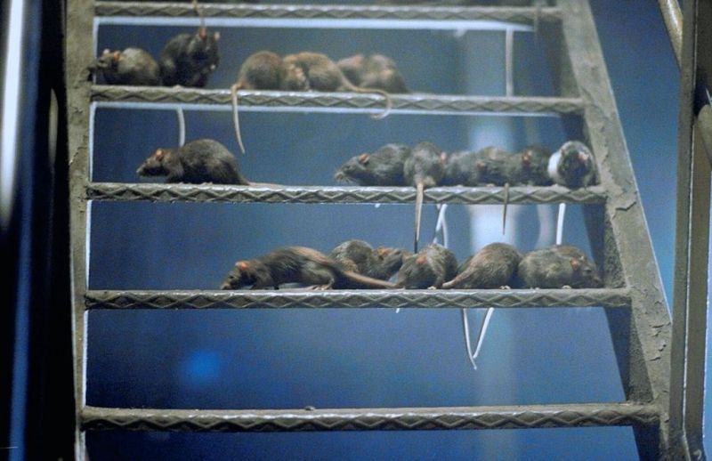 렛츠 Revenge of the Rats, Ratten - Sie Werden Dich Kriegen!劇照