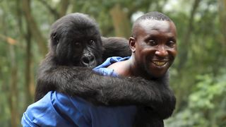 비룽가 Virunga Photo