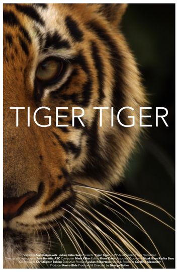 타이거 타이거 Tiger Tiger 写真