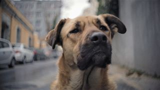 ストレイ　犬が見た世界 Photo