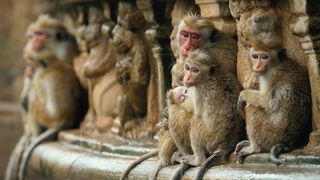 猴子王國 Monkey Kingdom Photo