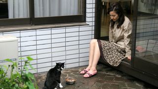 요시자와 아키호의 고양이 가족劇照