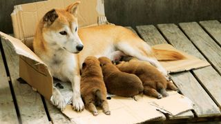 히마와리와 나의 7일 7 Days of Himawari & Her Puppies ひまわりと子犬の７日間 Photo
